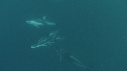 DAUPHINS PACIFIC