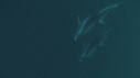 DAUPHINS PACIFIC
