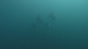 DAUPHINS PACIFIC
