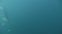 DAUPHINS PACIFIC