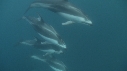 DAUPHINS PACIFIC