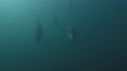 DAUPHINS PACIFIC