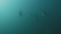 DAUPHINS PACIFIC