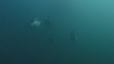 DAUPHINS PACIFIC