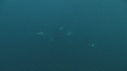 DAUPHINS PACIFIC