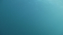 RORQUAL COMMUN