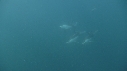 DAUPHINS PACIFIC