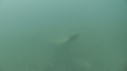 CIMETIERE DE BALEINE