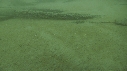 CIMETIERE DE BALEINE