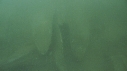 CIMETIERE DE BALEINE