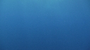 BALEINE DE BRYDE