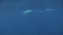 DAUPHINS TACHETES