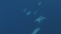 DAUPHINS TACHETES