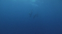 DAUPHINS TACHETES