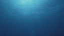 DAUPHINS TACHETES