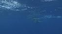 DAUPHINS TACHETES