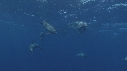DAUPHINS TACHETES