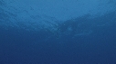 DAUPHINS TACHETES