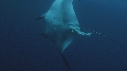 RAIE MANTA, REMORA