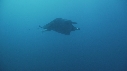 RAIE MANTA, REMORA