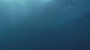 RAIE MANTA, REMORA