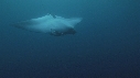 RAIE MANTA, REMORA
