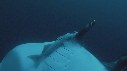 RAIE MANTA, REMORA