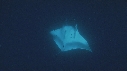 RAIE MANTA, REMORA