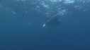 RAIE MANTA, REMORA