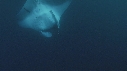 RAIE MANTA, REMORA