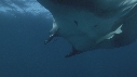 RAIE MANTA, REMORA