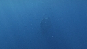 REQUIN BALEINE
