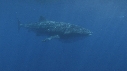 REQUIN BALEINE