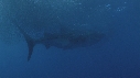 REQUIN BALEINE, BAIT BALL
