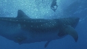 REQUIN BALEINE, BAIT BALL