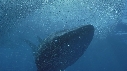 REQUIN BALEINE, BAIT BALL
