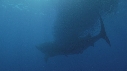 REQUIN BALEINE, BAIT BALL