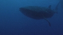 REQUIN BALEINE, BAIT BALL