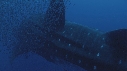 REQUIN BALEINE, BAIT BALL