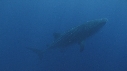 REQUIN BALEINE, BAIT BALL