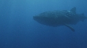 REQUIN BALEINE