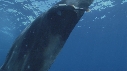 REQUIN BALEINE