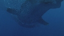 REQUIN BALEINE, BAIT BALL