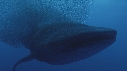 REQUIN BALEINE, BAIT BALL