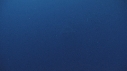 REQUIN BALEINE, FILET