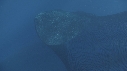 REQUIN BALEINE, FILET