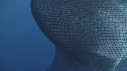 REQUIN BALEINE, FILET