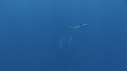 DAUPHINS COMMUNS
