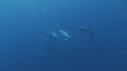 DAUPHINS COMMUNS