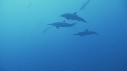 DAUPHINS COMMUNS